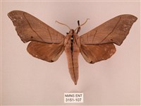 藏品(直翅六點天蛾)的圖片