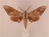 藏品(栗六點天蛾)的圖片