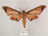 藏品(黑角六點天蛾)的圖片