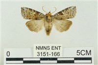 藏品(帶波紋蛾)的圖片