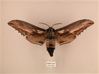 藏品(臺灣鋸翅天蛾)的圖片