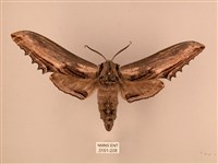 藏品(臺灣鋸翅天蛾)的圖片