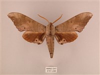 藏品(栗六點天蛾)的圖片