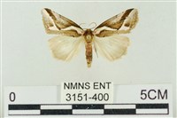 藏品(素木氏美波紋蛾)的圖片