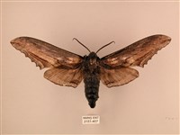 藏品(臺灣鋸翅天蛾)的圖片