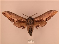 藏品(臺灣鋸翅天蛾)的圖片