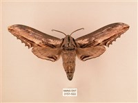 藏品(臺灣鋸翅天蛾)的圖片