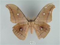 藏品(姬透目天蠶蛾)的圖片