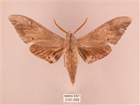 藏品(栗六點天蛾)的圖片