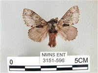 藏品(銀肩枯葉蛾)的圖片