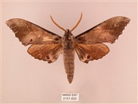 藏品(栗六點天蛾)的圖片