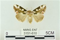 藏品(連珠波紋蛾)的圖片