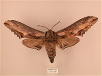 藏品(臺灣鋸翅天蛾)的圖片