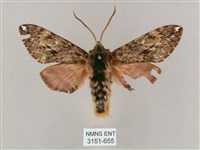 藏品(井上氏絨毛天蛾)的圖片