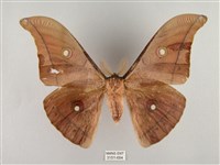 藏品(姬透目天蠶蛾)的圖片