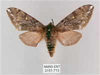 藏品(井上氏絨毛天蛾)的圖片