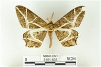 藏品(樹形尺蛾)的圖片