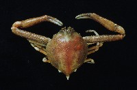 藏品(遁行長臂蟹)的圖片