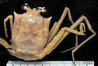 藏品(封口曼人面蟹)的圖片