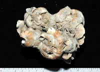 藏品(大蛇螺)的圖片