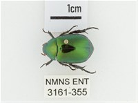 藏品(艷金龜)的圖片