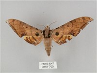 藏品(圓斑鷹翅天蛾)的圖片