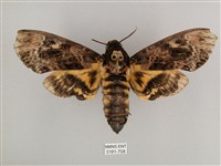 藏品(鬼臉天蛾)的圖片