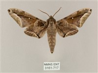 藏品(白點天蛾 )的圖片