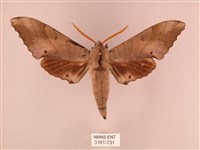 藏品(栗六點天蛾)的圖片