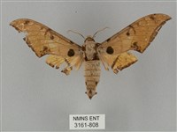 藏品(裂斑鷹翅天蛾)的圖片