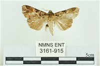 藏品(粉紅帶散紋夜蛾)的圖片