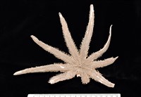 藏品(松砂海星)的圖片