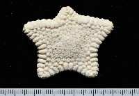 藏品(麵包海星(饅頭海星))的圖片