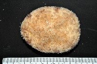 藏品(網楯海膽)的圖片