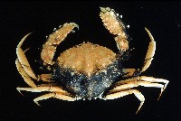 藏品(短刺筐形蟹)的圖片