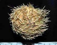 藏品(武裝月神海膽)的圖片