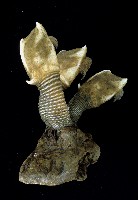 藏品(司氏鎧茗荷)的圖片