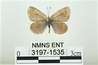 藏品(折列藍灰蝶沖繩亞種)的圖片