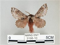 藏品(銀肩枯葉蛾)的圖片