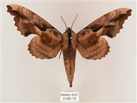 藏品(盾天蛾)的圖片