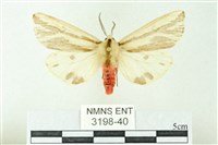 藏品(赭新污燈蛾)的圖片