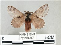 藏品(銀肩枯葉蛾)的圖片