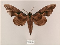 藏品(盾天蛾)的圖片