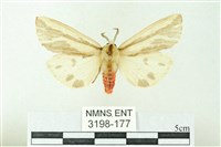 藏品(赭新污燈蛾)的圖片