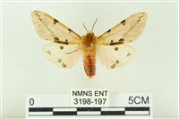 藏品(棍棒污燈蛾)的圖片