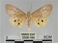 藏品(一點擬燈蛾)的圖片