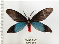 藏品(重陽木螢斑蛾)的圖片