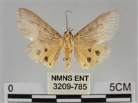 藏品(一點擬燈蛾)的圖片