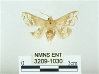 藏品(琉球雲紋網蛾)的圖片