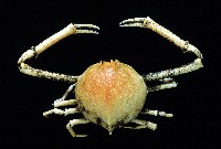 藏品(大等螯蟹)的圖片